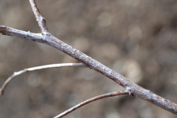 Spiraea japonica - Bark
