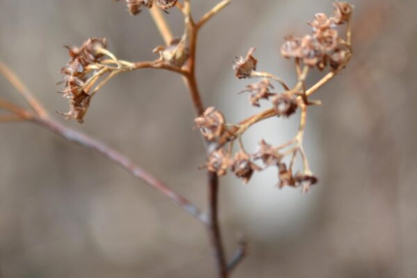 Spiraea japonica - Remnant Flower