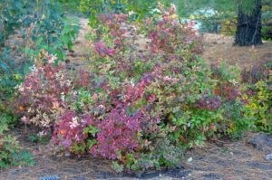 Spiraea japonica - Overall Shrub in Fall