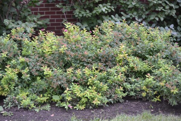 Spiraea japonica - Summer Habit