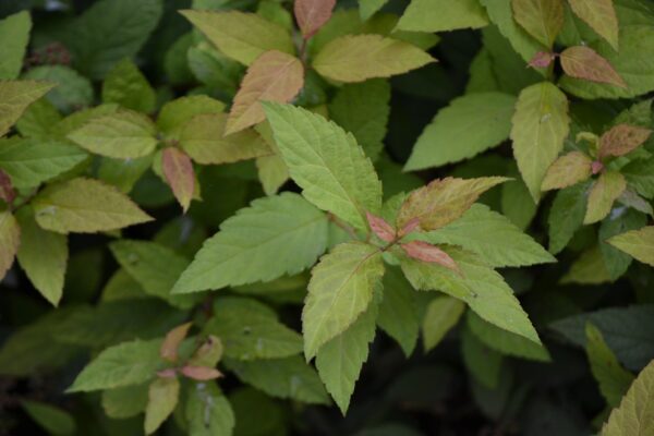 Spiraea japonica - Foliage
