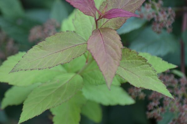 Spiraea japonica - New Growth