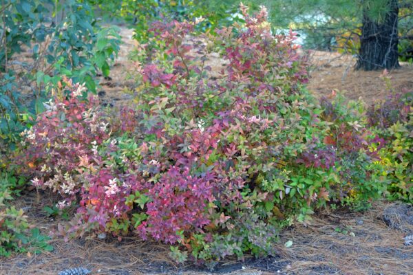 Spiraea japonica - Overall Shrub in Fall
