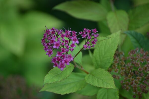 Spiraea japonica - Flowers