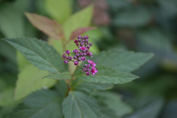 Spiraea japonica - Flower Buds