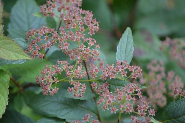 Spiraea japonica - Old Flowers