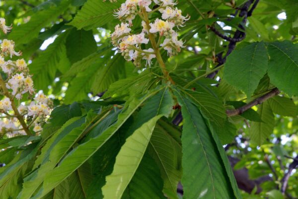 Aesculus hippocastanum - Flower and Foliage