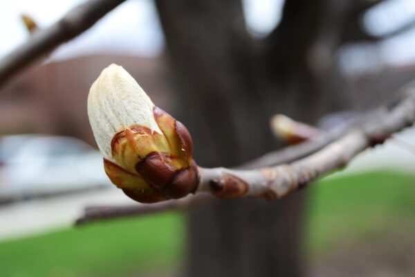 Aesculus hippocastanum - Emerging Buds