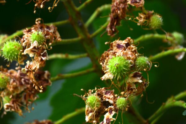 Aesculus hippocastanum - Unripe Fruit