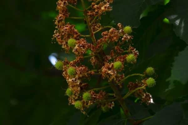 Aesculus hippocastanum - Unripe Fruit