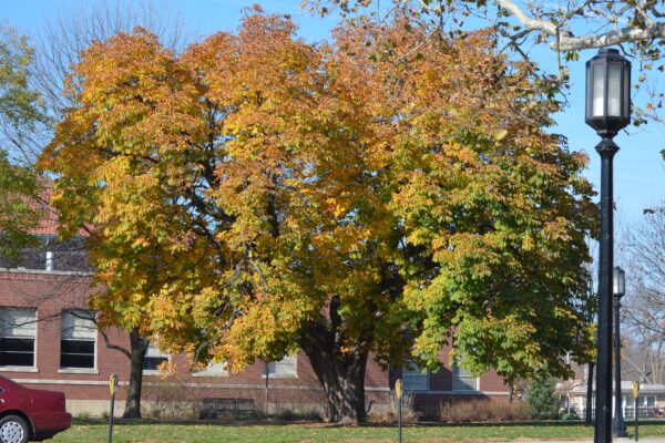 Aesculus hippocastanum - Fall Foliage