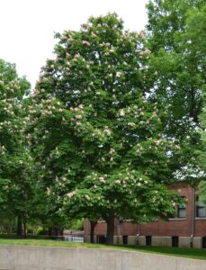 Aesculus hippocastanum - Habit