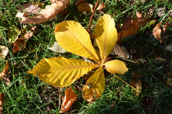 Aesculus hippocastanum - Fall Leaf