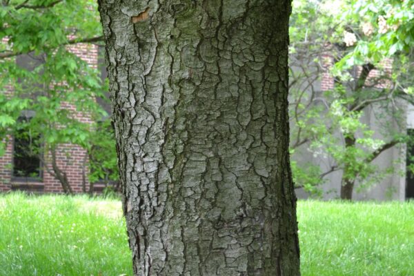 Aesculus hippocastanum - Bark