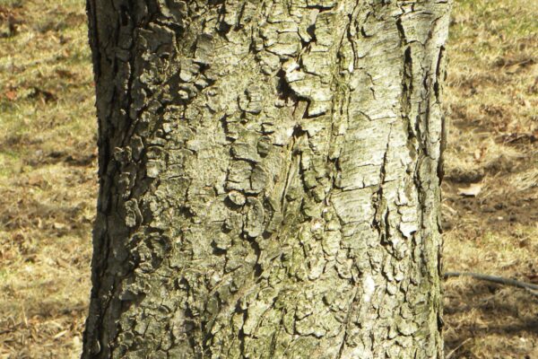 Aesculus hippocastanum - Bark