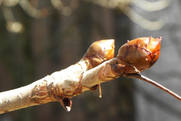 Aesculus hippocastanum - Buds