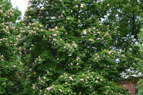 Aesculus hippocastanum - Habit