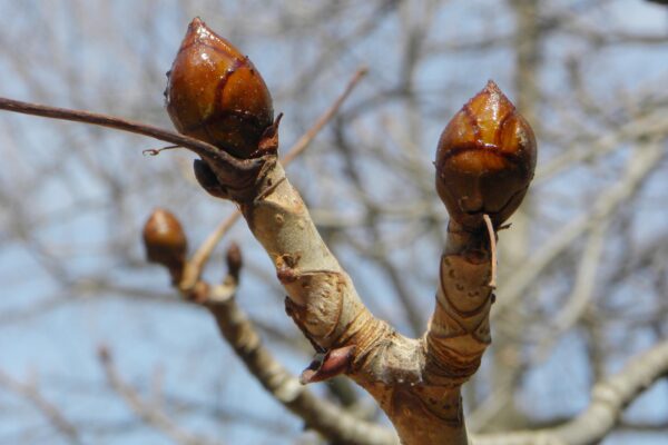 Aesculus hippocastanum - Buds