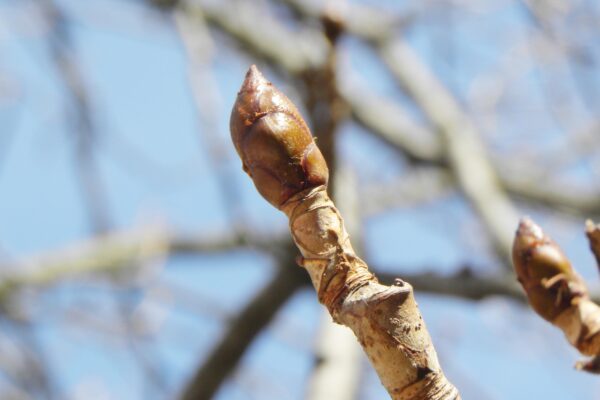 Aesculus hippocastanum - Bud