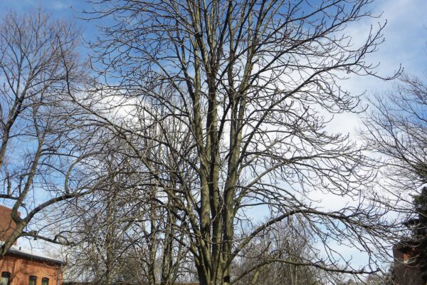 Aesculus hippocastanum - Winter Habit