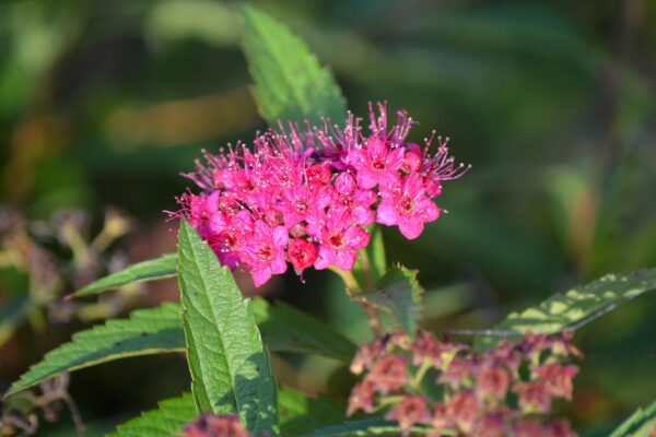 Spiraea × bumalda - Flower