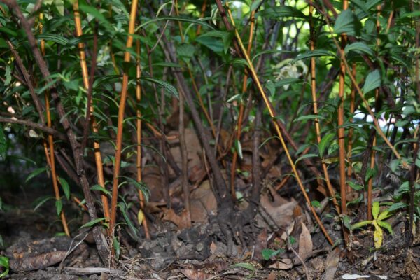 Spiraea × bumalda - Bark