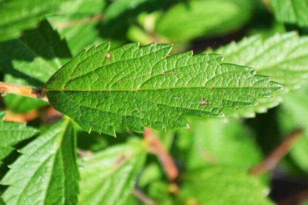 Spiraea × bumalda - Foliage