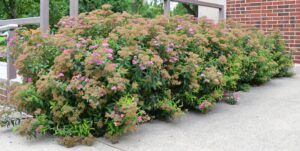 Spiraea × bumalda - Shrub Habit