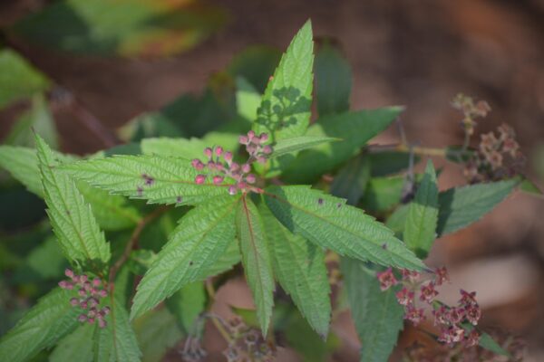 Spiraea × bumalda - Flower Bud