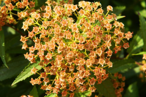 Spiraea × bumalda - Fruit