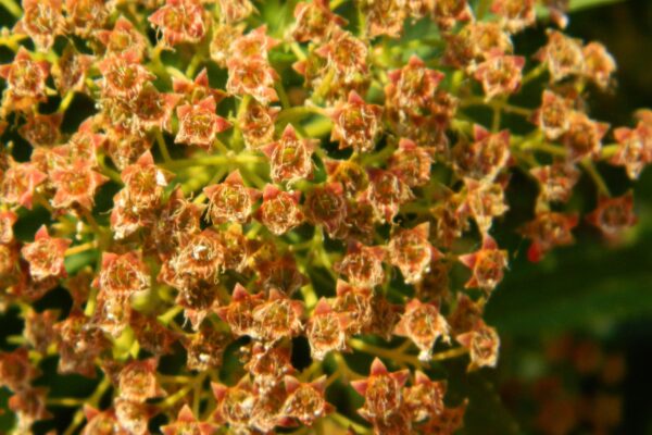 Spiraea × bumalda - Fruit