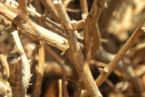 Spiraea × bumalda - Bark