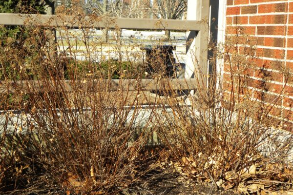 Spiraea × bumalda - Winter Habit