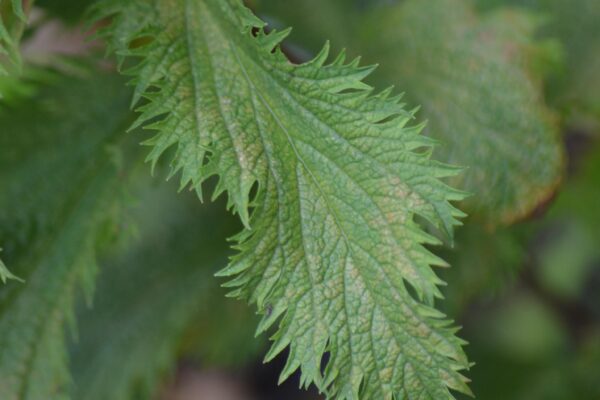 Spiraea japonica ′Dolchica′ - Leaf