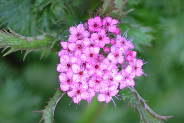 Spiraea japonica ′Dolchica′ - Flower