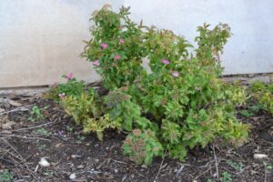 Spiraea japonica ′Dolchica′ - Summer Habit