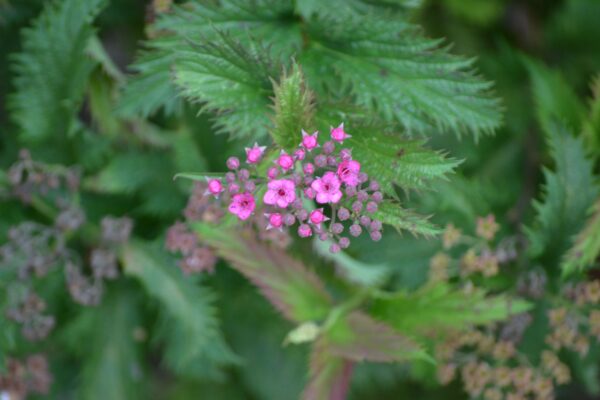 Spiraea japonica ′Dolchica′ - Buds
