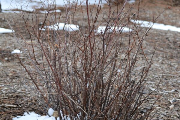 Spiraea japonica ′Goldflame′ - Winter Habit