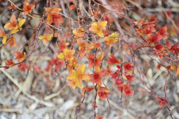 Spiraea japonica ′Goldflame′ - Emerging Foliage