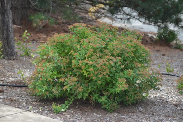 Spiraea japonica ′Goldflame′ - Flowering Habit