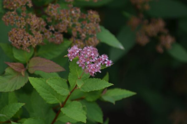 Spiraea japonica ′Goldflame′ - Mature and Old Flowers