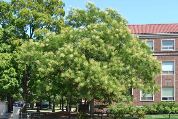 Styphnolobium japonicum - Flowering Habit