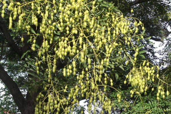 Styphnolobium japonicum - Fruit