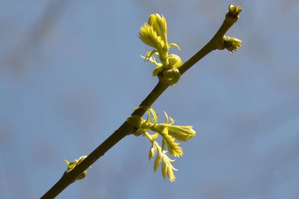 Styphnolobium japonicum - Emerging Foliage