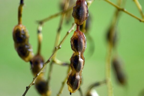 Styphnolobium japonicum - Mature Fruit in Fall