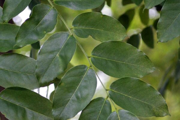 Styphnolobium japonicum - Leaf
