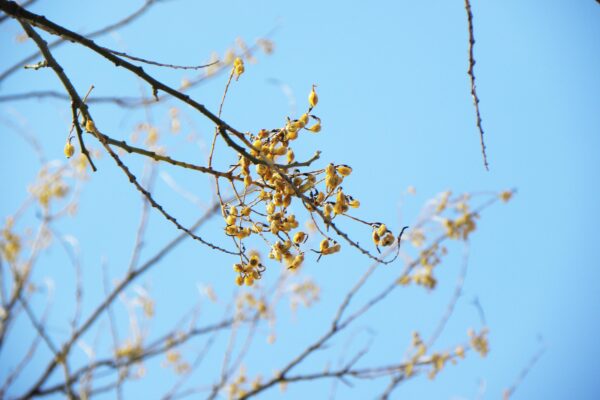 Styphnolobium japonicum - Old Fruit