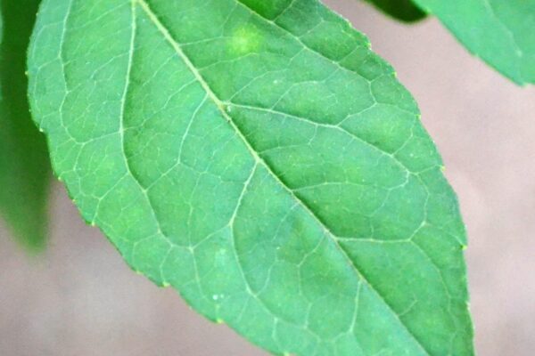 Styrax japonicus - Leaf