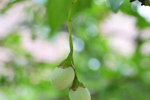 Styrax japonicus - Fruit