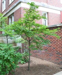 Styrax japonicus - Overall Summer Habit